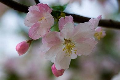 经典《马里奥高尔夫：超级冲刺》新系统情报公开